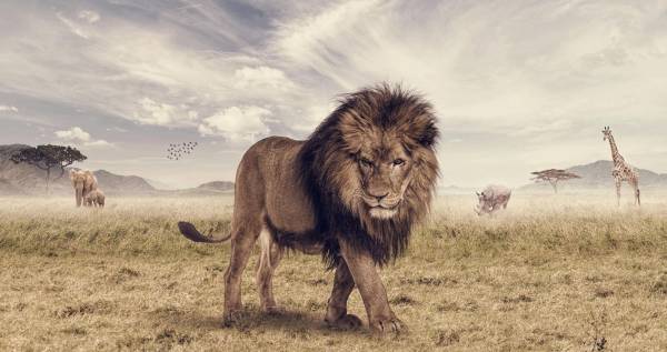 дикая природа, хищники, лев, животные обои для рабочего стола