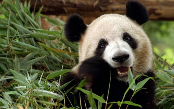Панда медведь грызет бамбуковые листья обои для рабочего стола