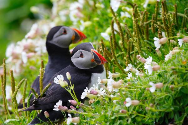 красивые птицы Тупики в траве с цветами обои для рабочего стола