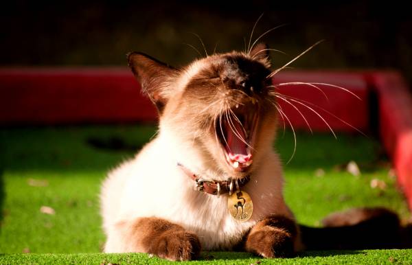 зевающий кот, Сиамская кошка обои для рабочего стола