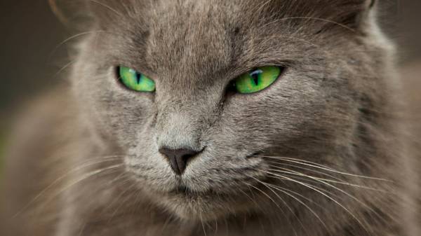 кошка с зелеными глазами обои для рабочего стола