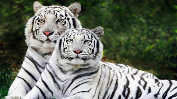 красивые белые тигры, тигр, тигрица, альбиносы обои для рабочего стола