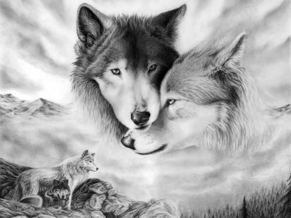волк и волчица черно-белый рисунок обои для рабочего стола