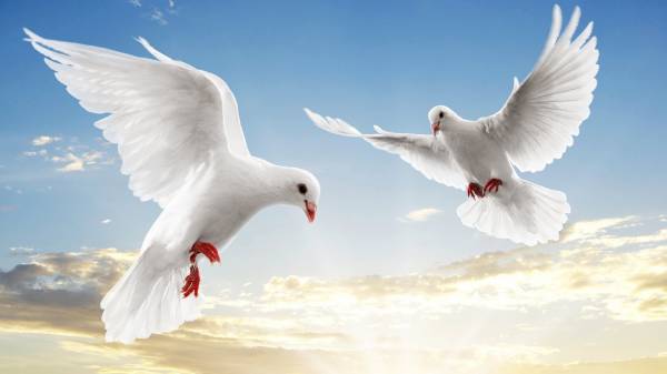 два белых голубя парят в воздухе обои для рабочего стола