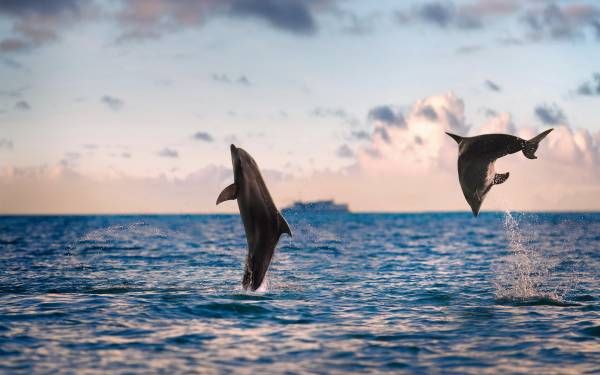 дельфины, море, океан, горизонт обои для рабочего стола