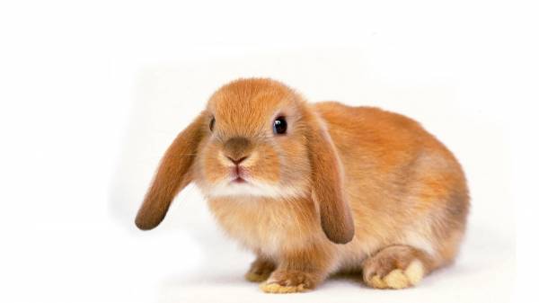 красивый вислоухий кролик, заяц, на белом фоне обои для рабочего стола