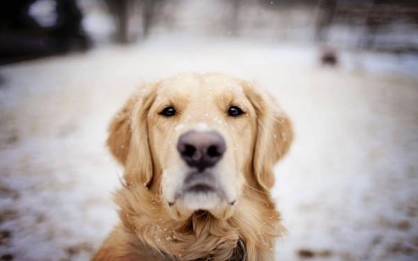 собака ретривер, морда, преданный друг, снег, зима обои для рабочего стола