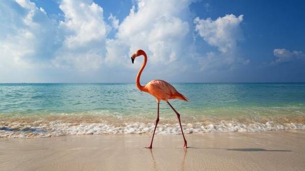 Фламинго на пляже, море, берег, облака обои для рабочего стола