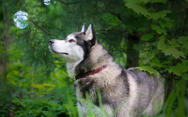 собака, Аляскинский маламут, Хаски, природа обои для рабочего стола