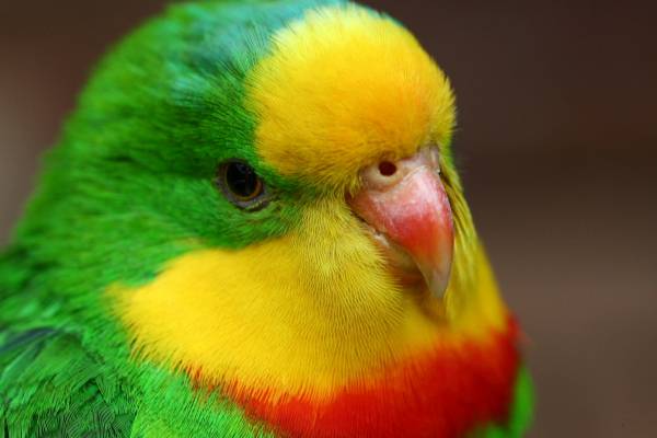 разноцветный попугай обои для рабочего стола