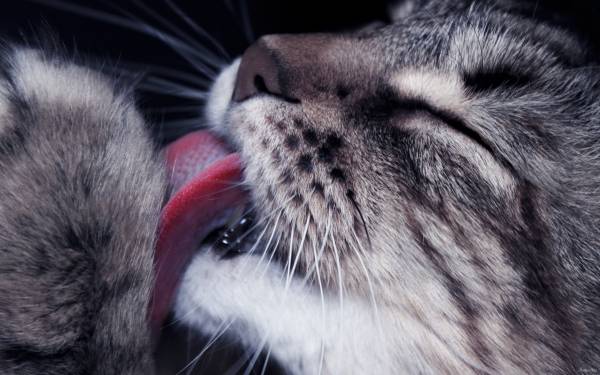 красивый кот моется языком, макро, фото обои для рабочего стола