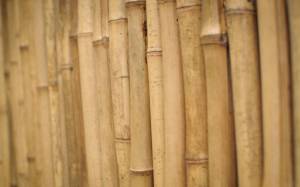 Обои бамбук, стебли бамбука, крупным планом на рабочий стол