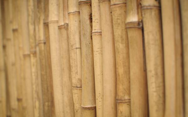 бамбук, стебли бамбука, крупным планом обои для рабочего стола