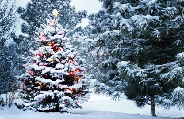 елка в лесу украшенная новогодними гирляндами обои для рабочего стола