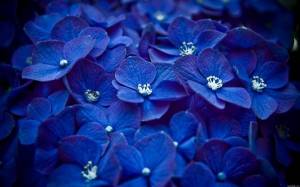 Обои темно синие цветы с оттенками фиолетового цвета на рабочий стол