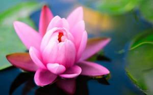 Обои нежный цветок кувшинка водяная лилия на озере на рабочий стол