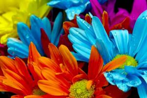 Обои красивые разноцветные цветы на рабочий стол