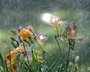 Обои цветы Фрезия под проливным дождем, ливнем на рабочий стол
