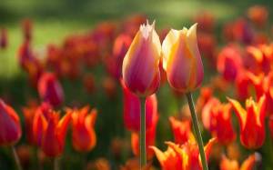 Обои два разноцветных тюльпана в тюльпанном саду на рабочий стол