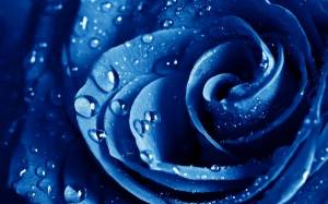 Обои темно синий бутон розы с капельками дождя на рабочий стол
