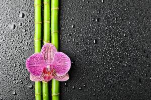 Обои красивая орхидея с бамбуком на фоне серых капель на рабочий стол