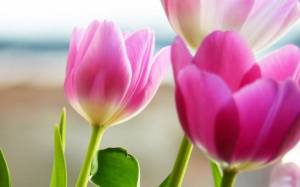 Обои нежные розовые тюльпаны на рабочий стол