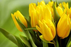 Обои ярко желтые красивые тюльпаны на рабочий стол