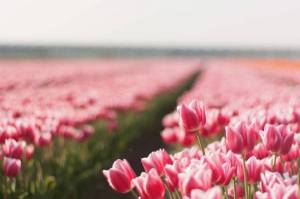 Обои огромное цветочное поле розовых тюльпанов на рабочий стол