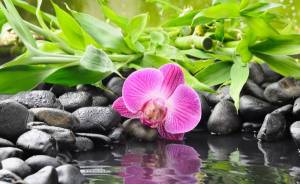 Обои орхидея камни водоем бамбук на рабочий стол