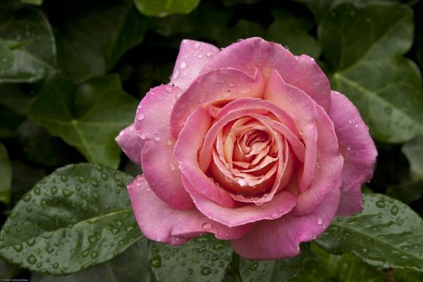 цветок роза розовый бутон с каплями дождя обои для рабочего стола
