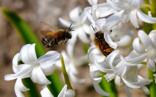 пчелы на весенних цветущих цветах обои для рабочего стола