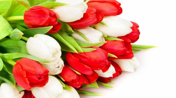красные и белые тюльпаны собранные в букет обои для рабочего стола