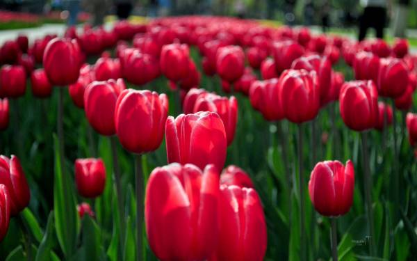 Красочные тюльпаны весной обои для рабочего стола