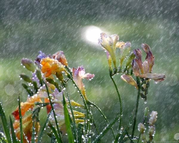 цветы Фрезия под проливным дождем, ливнем обои для рабочего стола