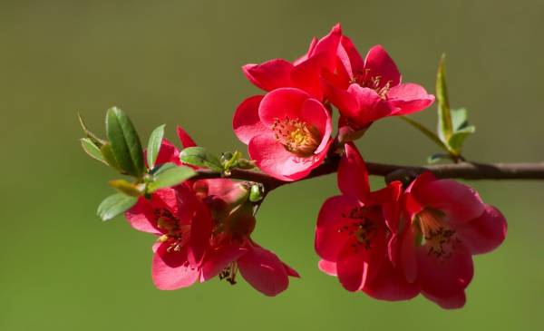красные цветочки расцветают на ветке весной обои для рабочего стола