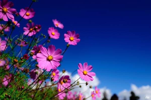 полевые розовые цветы на фоне ярко синего неба обои для рабочего стола