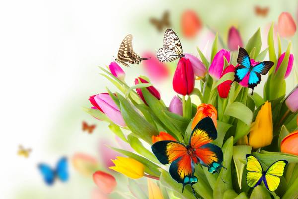 flowers, цветы, бабочки, весна, белый фон обои для рабочего стола