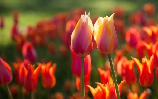 два разноцветных тюльпана в тюльпанном саду обои для рабочего стола