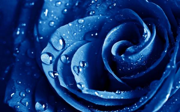 темно синий бутон розы с капельками дождя обои для рабочего стола