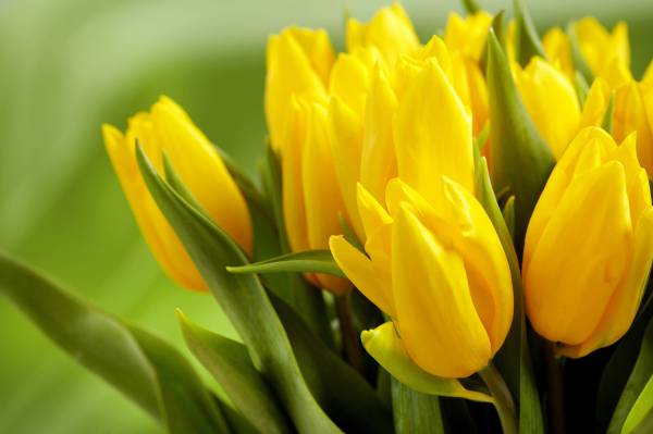 ярко желтые красивые тюльпаны обои для рабочего стола
