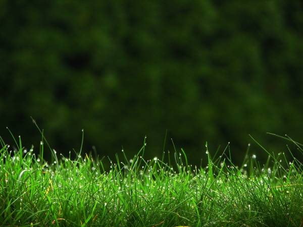 маленькие капельки росы на зеленой траве обои для рабочего стола