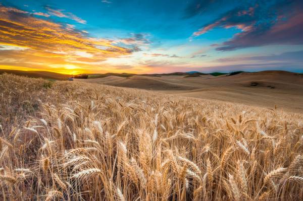 поле пшеницы, рож, закат солнца, небо, пейзаж обои для рабочего стола