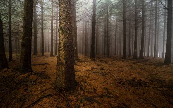густой лес окутанный туманом обои для рабочего стола
