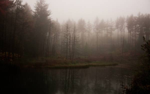мрачный лес в тумане возле озера обои для рабочего стола