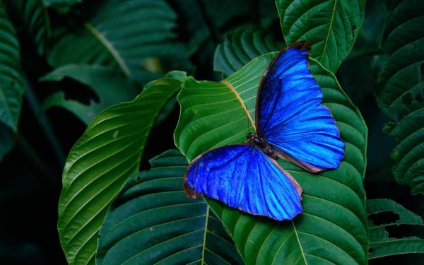 яркая синяя бабочка на больших зеленых листьях обои для рабочего стола