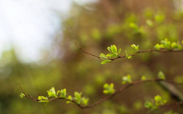 Весна, листочки распускаются на ветках дерева обои для рабочего стола