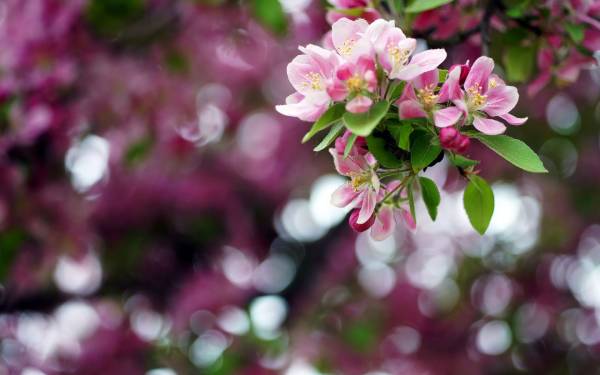 весеннее цветение, цветочки на дереве весной обои для рабочего стола