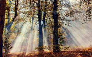 Обои солнечные лучи осенью в лесу сквозь деревья на рабочий стол