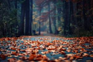 Обои дорога через лес засыпанная осенними листьями на рабочий стол
