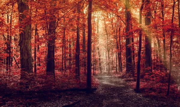 осень, лес, лучи солнца, деревья, осенняя листва обои для рабочего стола